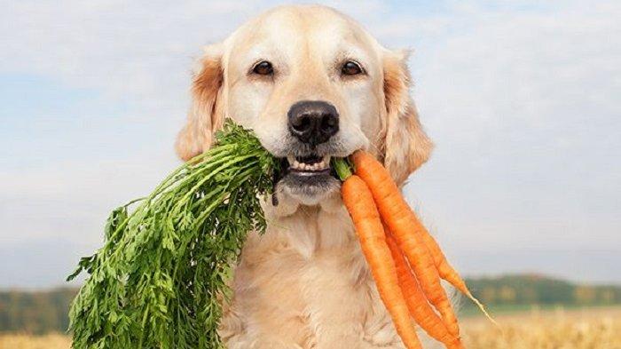 vitamin anjing